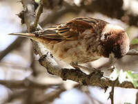 Moineau d'Emin