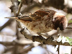 Chestnut Sparrow