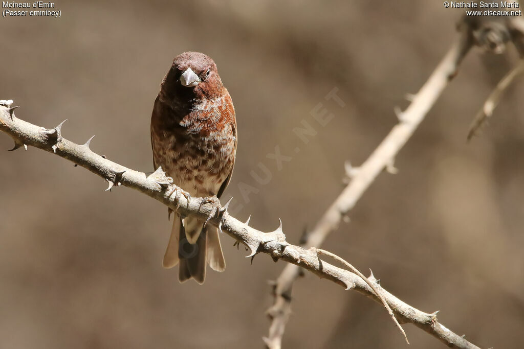 Moineau d'Emin mâle adulte, identification, habitat