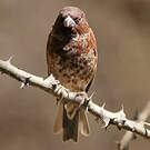 Moineau d'Emin