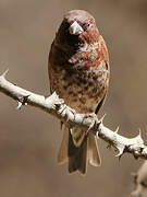 Chestnut Sparrow