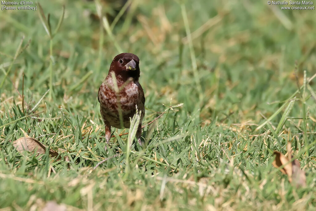 Chestnut Sparrow male adult breeding, identification, habitat, eats