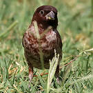 Moineau d'Emin
