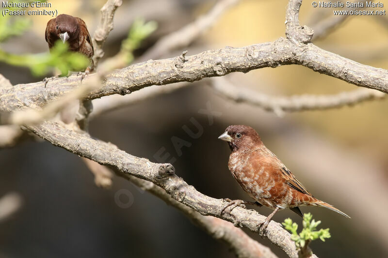 Chestnut Sparrow male adult breeding, habitat