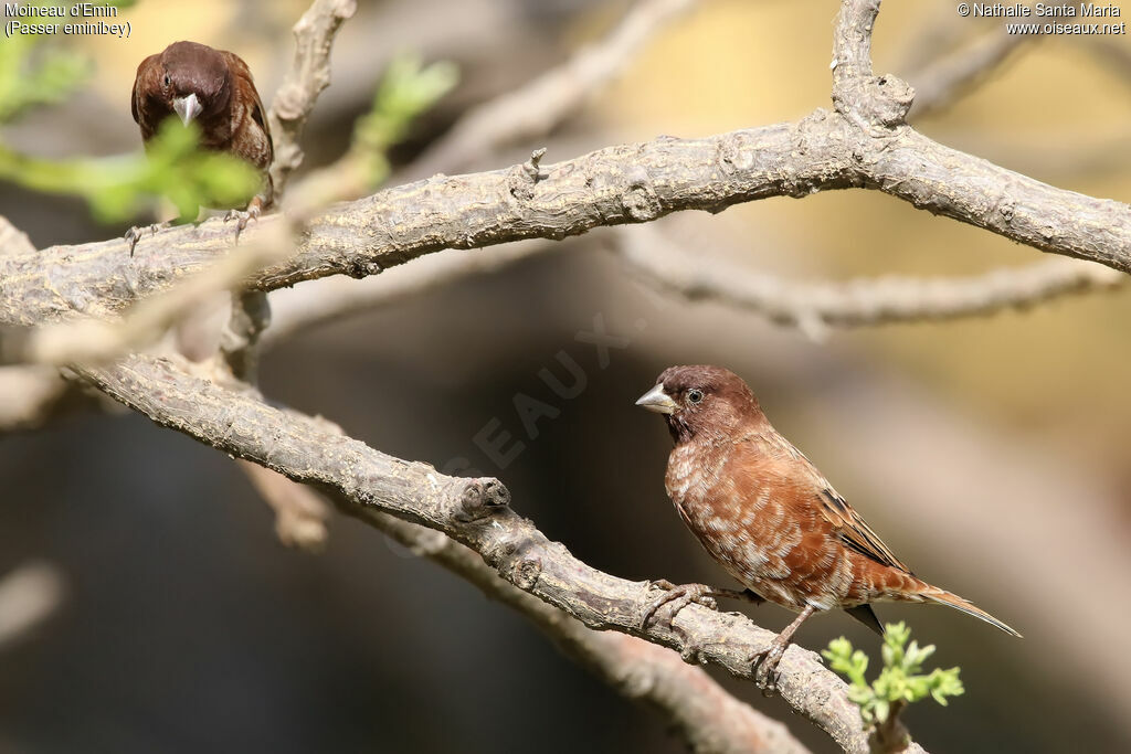 Chestnut Sparrow male adult breeding, habitat