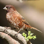 Moineau d'Emin