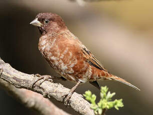 Moineau d'Emin