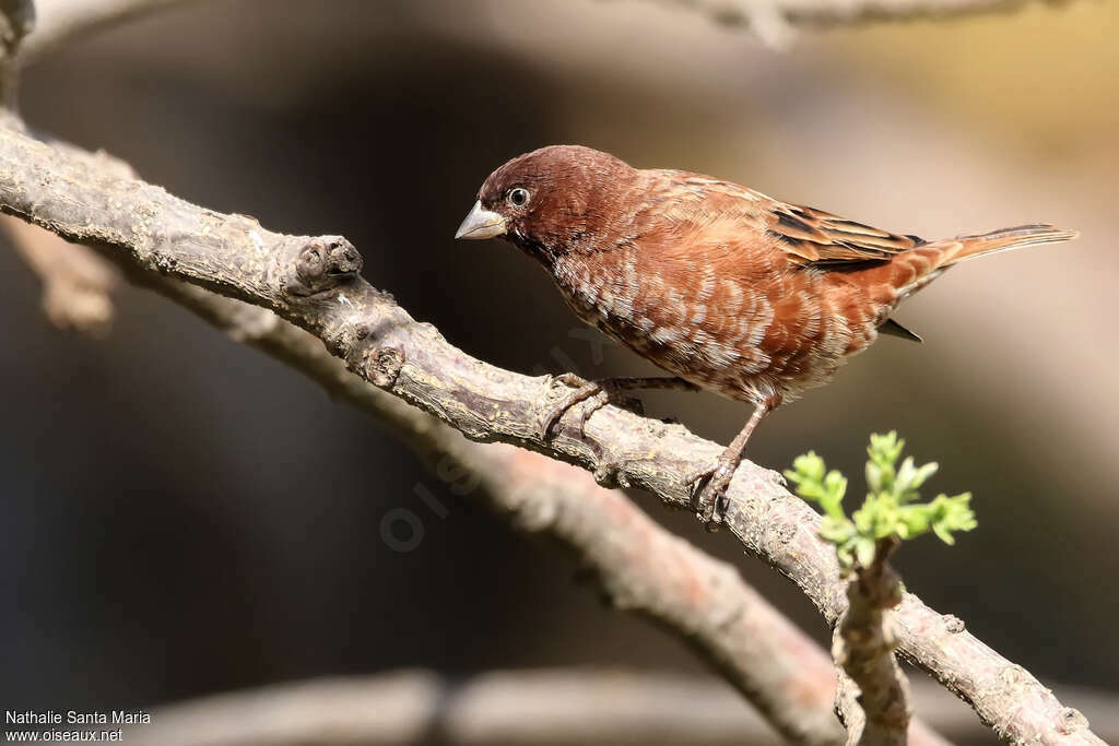 Moineau d'Emin mâle adulte nuptial, identification