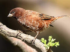 Chestnut Sparrow