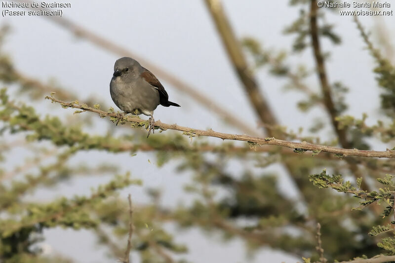 Swainson's Sparrowadult, identification, habitat