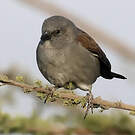 Moineau de Swainson