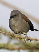 Swainson's Sparrow