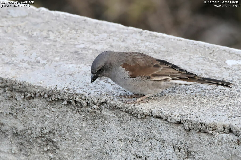 Swainson's Sparrowadult, identification, habitat