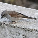 Moineau de Swainson