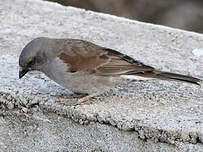 Moineau de Swainson