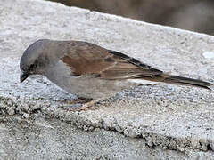 Swainson's Sparrow