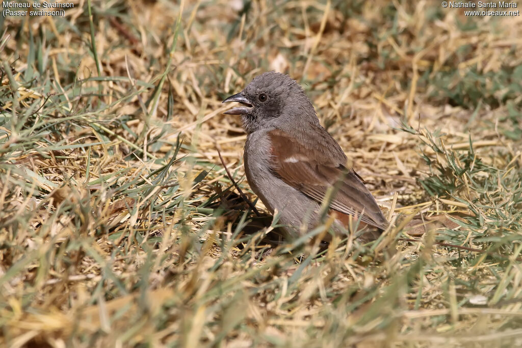 Swainson's Sparrowadult, identification, habitat