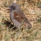 Moineau de Swainson