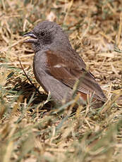 Moineau de Swainson