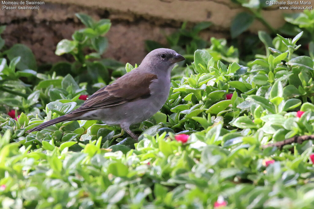 Swainson's Sparrowadult, identification, habitat