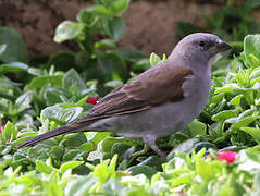 Swainson's Sparrow