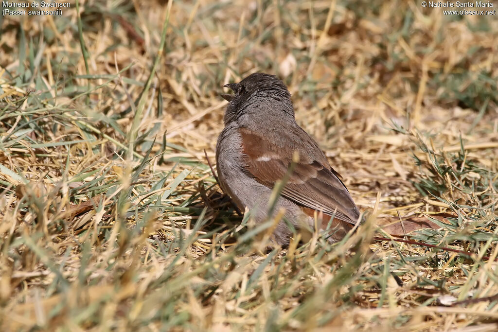 Swainson's Sparrowadult, identification, habitat