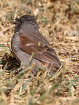 Moineau de Swainson