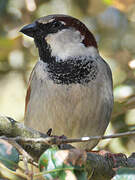 House Sparrow