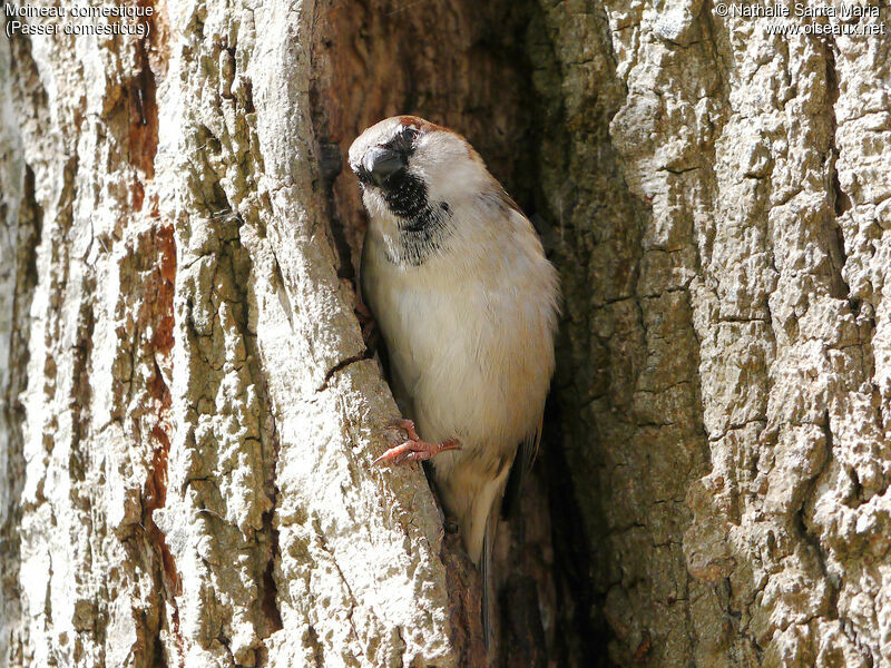 House Sparrow male adult breeding, identification, Reproduction-nesting, Behaviour