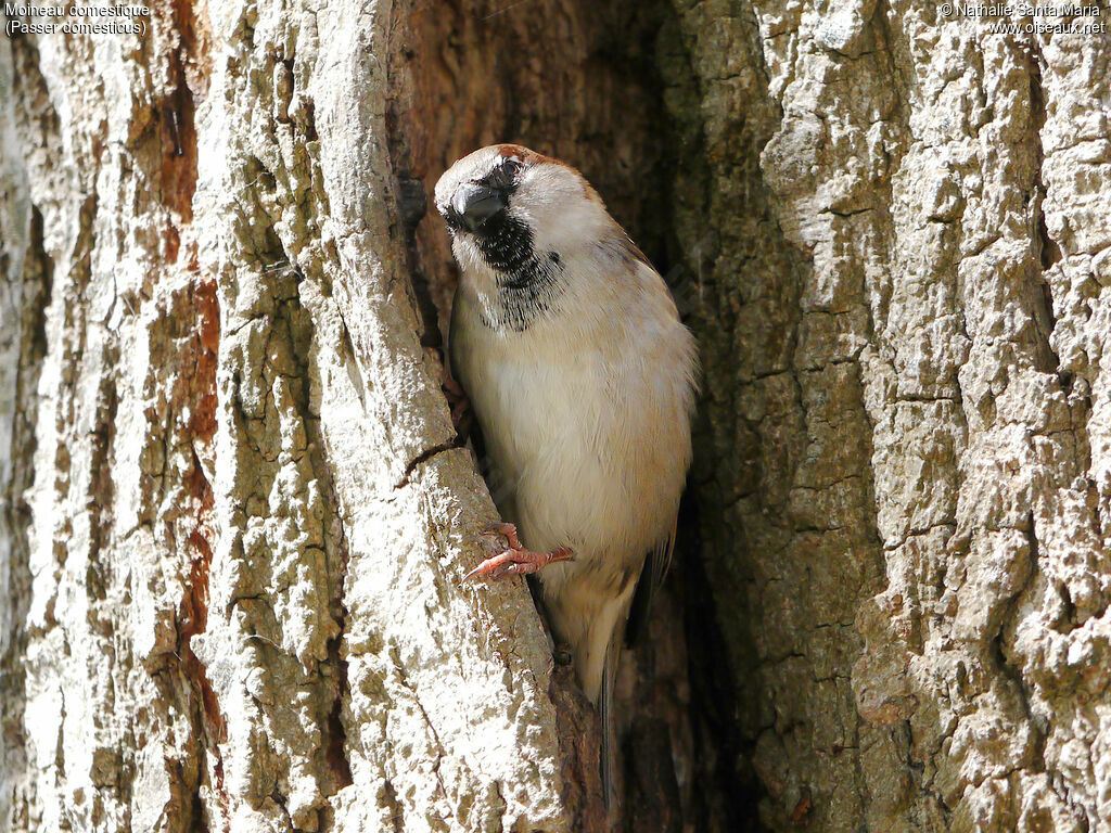 Moineau domestique mâle adulte nuptial, identification, Nidification, Comportement