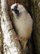 House Sparrow