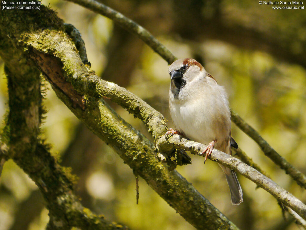 Moineau domestique mâle adulte nuptial, identification, habitat, Comportement