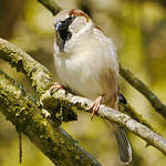 Moineau domestique