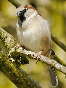 Moineau domestique