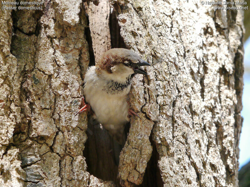 House Sparrow male adult breeding, identification, habitat, Reproduction-nesting, song, Behaviour
