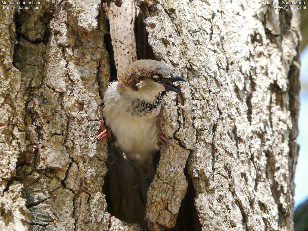 Moineau domestique mâle adulte nuptial, identification, habitat, Nidification, chant, Comportement