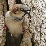 Moineau domestique