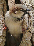 Moineau domestique