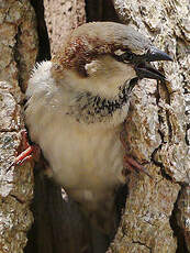 Moineau domestique