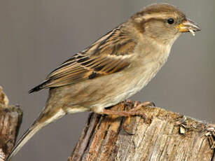 Moineau domestique