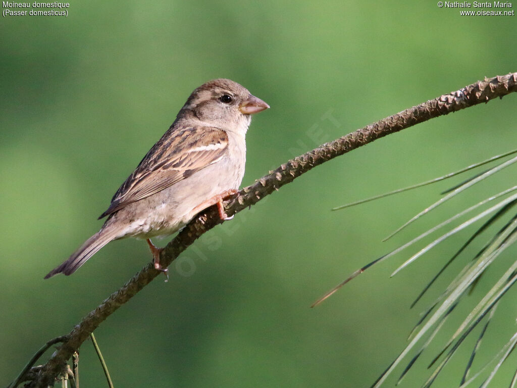 House Sparrowjuvenile, identification, Behaviour