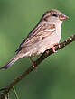 Moineau domestique