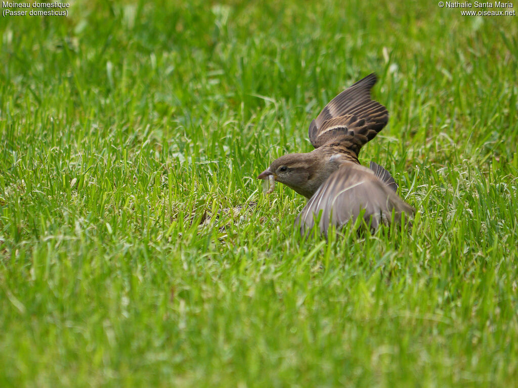 Moineau domestique femelle adulte, identification, régime, Comportement