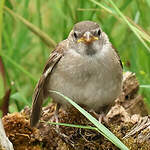 Moineau domestique