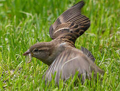 House Sparrow