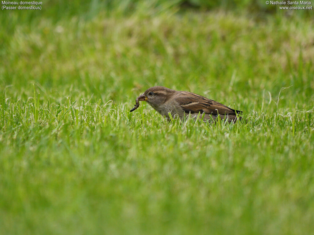 Moineau domestique femelle adulte, identification, régime, Comportement