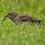 Moineau domestique