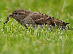 House Sparrow