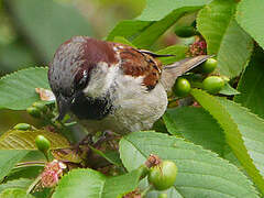 House Sparrow