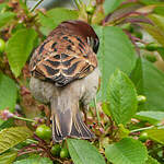 Moineau domestique